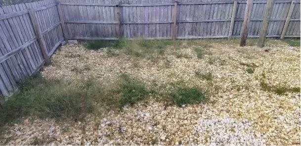 Before: Fenced backyard weed clearing